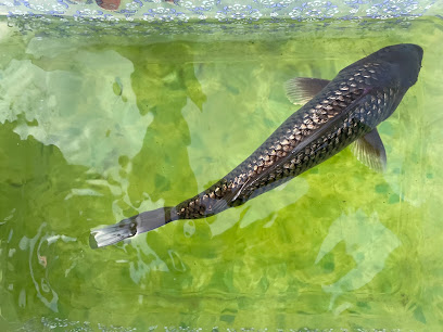 Davids Texas Koi