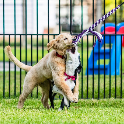 Stephanie Bennett's Believe in Dog
