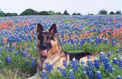 Heidelberg German Shepherd Kennel