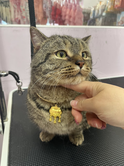 Barking Pet Spa Grooming Service