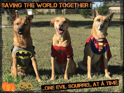 The Wise Hound K9 Academy