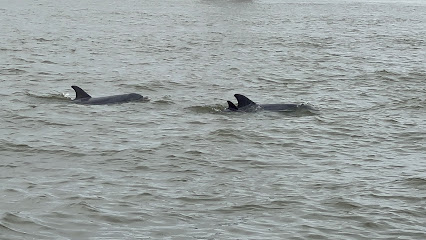 Baywatch Dolphin Tours