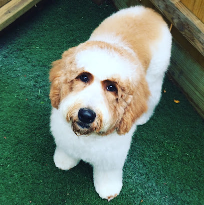 Pooch In the City