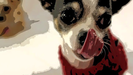Rocky & Maggie's | Pet Boutique | Grooming Salon | Wellness