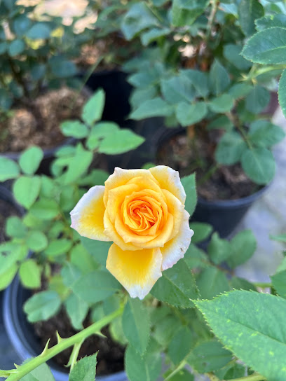 TT's Garden