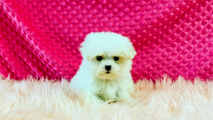 Puppy World Boutique & Spa