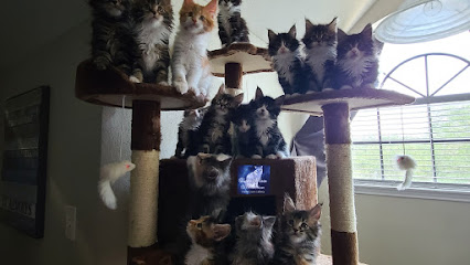 Texas Main Attraction Maine Coon Cattery