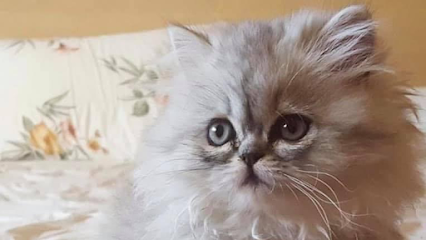 Doll Face Persians