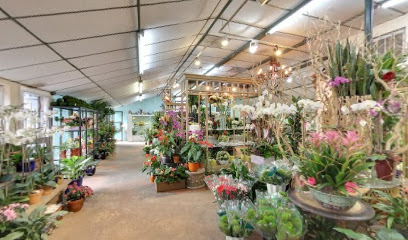 Plants n' Petals