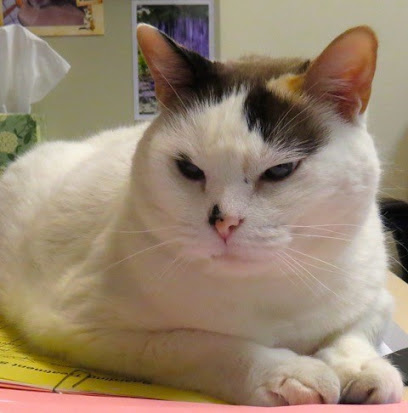 Houston Cat Hospital