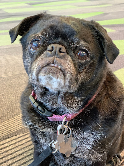 Sugar Land Pet Hospital
