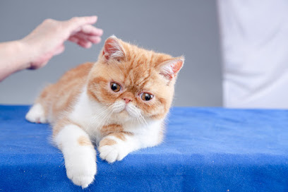 Texas Exotic Shorthair Cats