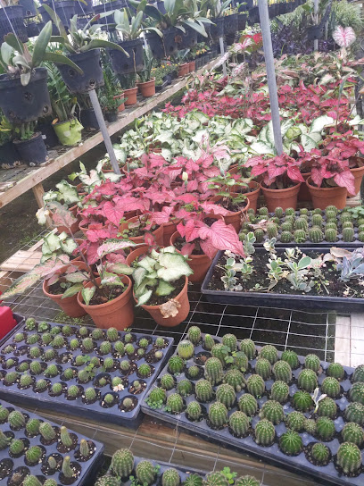 Nguyen Nursery, llc