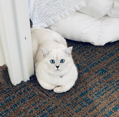 Smiling British Short Hair Cats