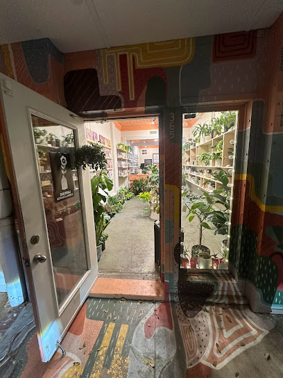 Blessings Plants & Music - The Heights
