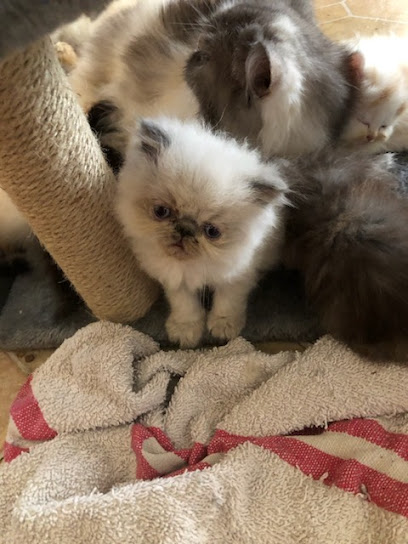 StacksCats