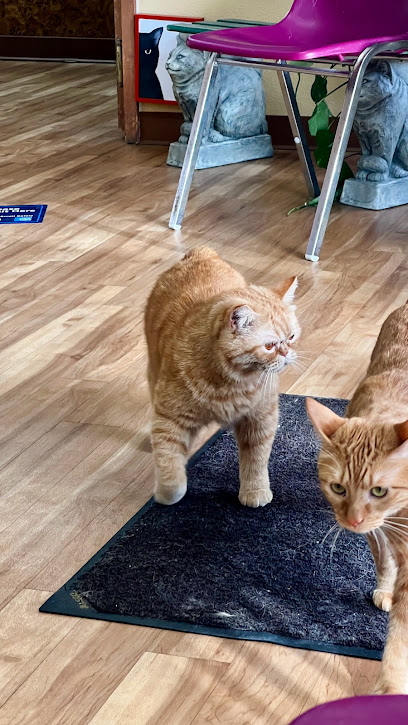 All Cats Veterinary Clinic