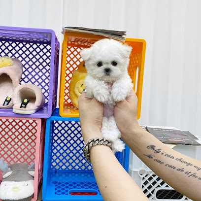 The Houston puppies