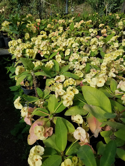 Nature's Grower Nursery