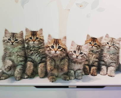 Siberian Kitten Paw