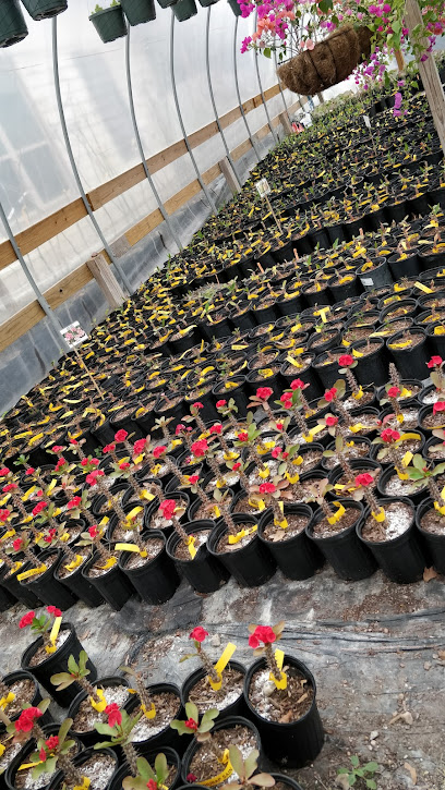 Plantas N Plants