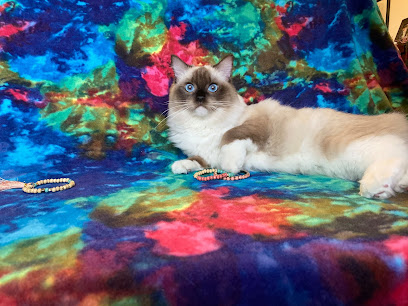Meow City Ragdoll - Ragdoll Kittens for Sale