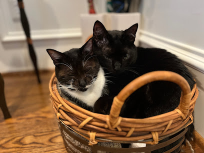 Cat Veterinary Clinic