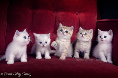 British Glory Cattery