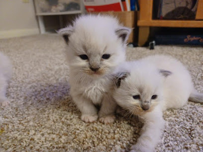 Irina's Ragdolls